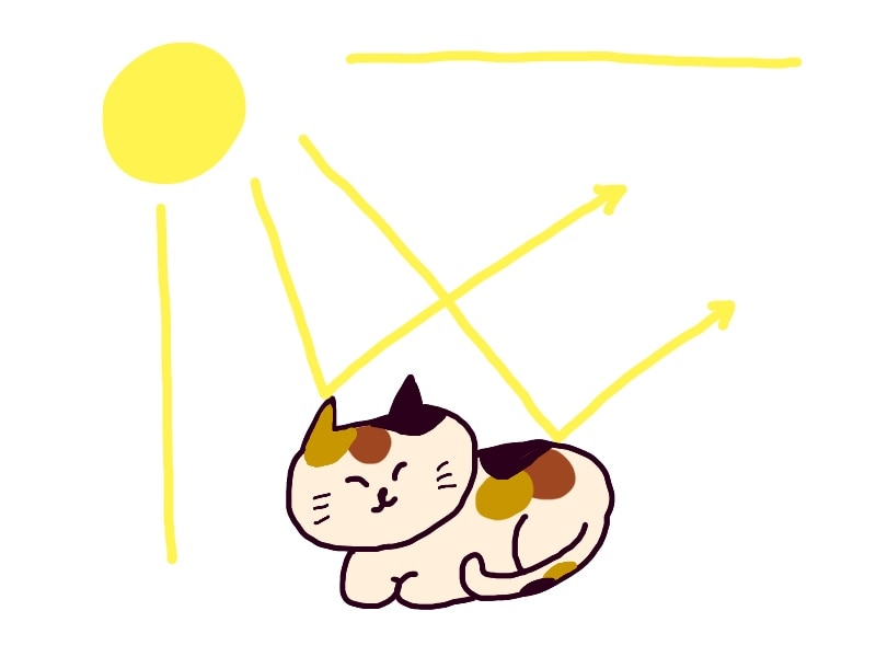 猫