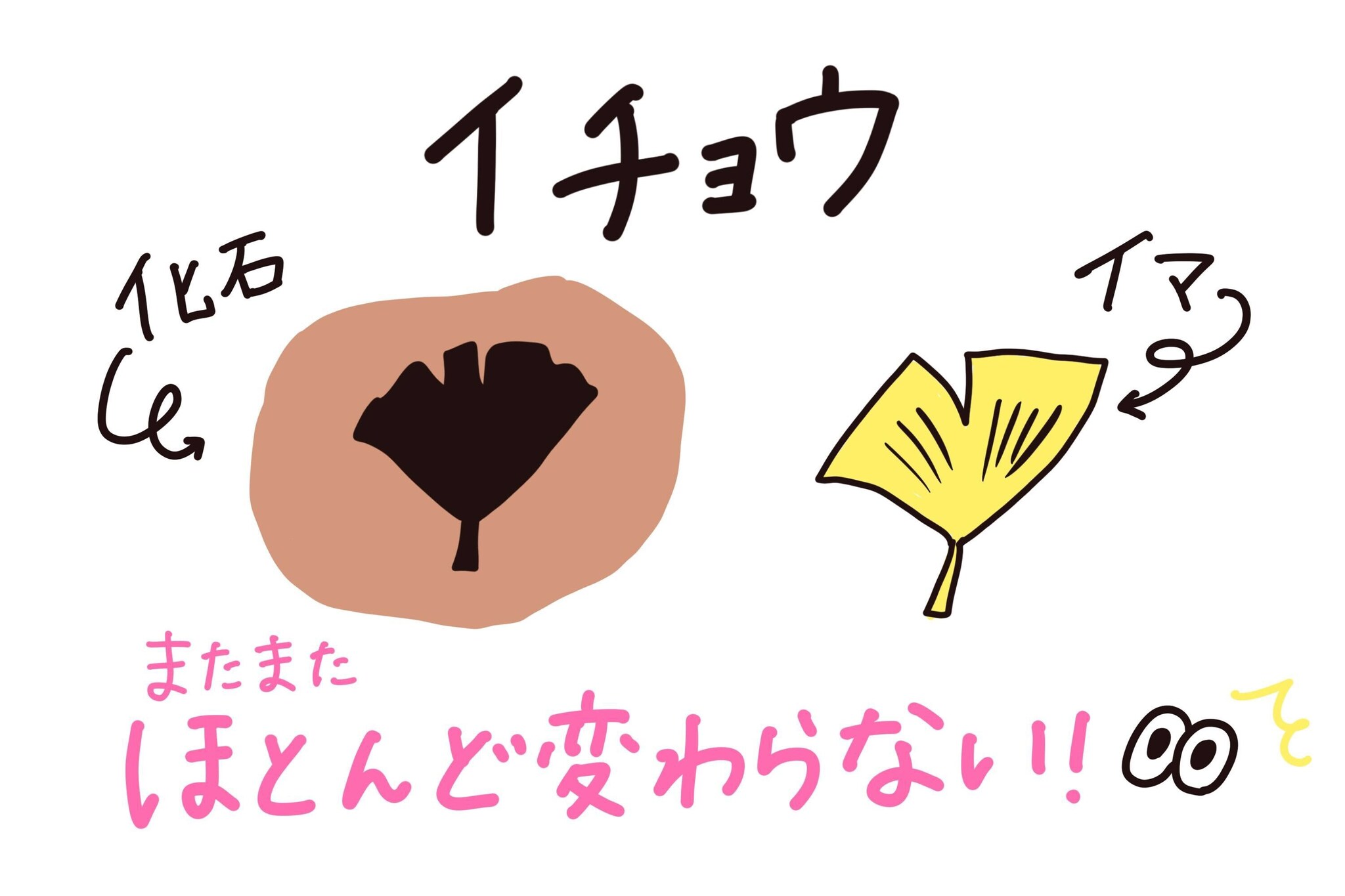 ほとんど変わらないイチョウの化石