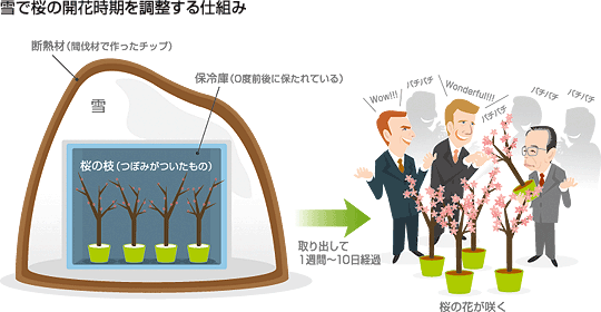 雪で桜の開花時期を調整する仕組み