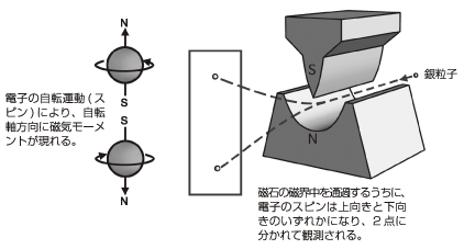 電子のスピンを確認したシュテルン・ゲルラッハの実験（
