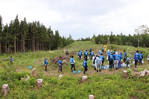 Fertilizing trees in the TDK Beech Forest in June