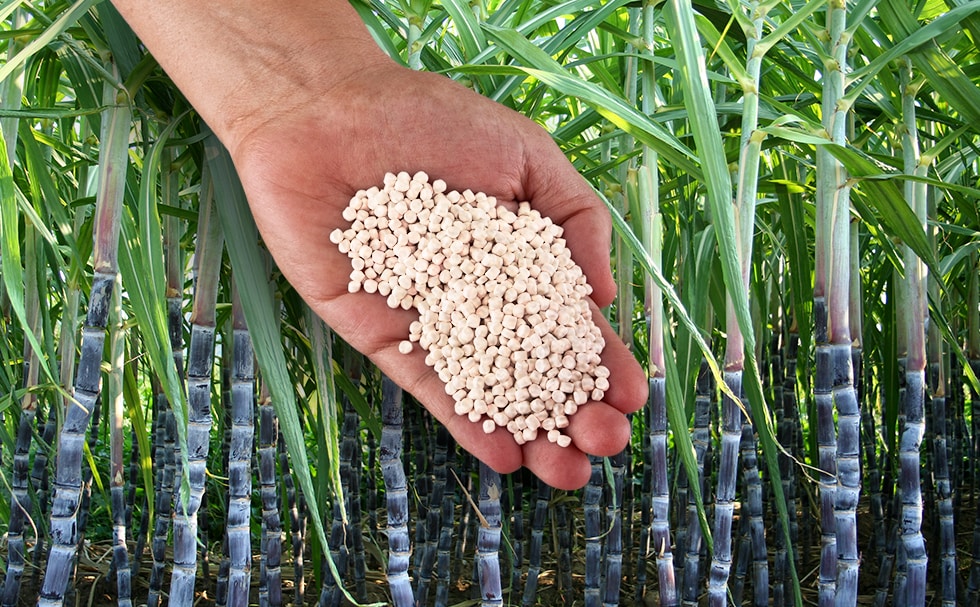 sugarcane