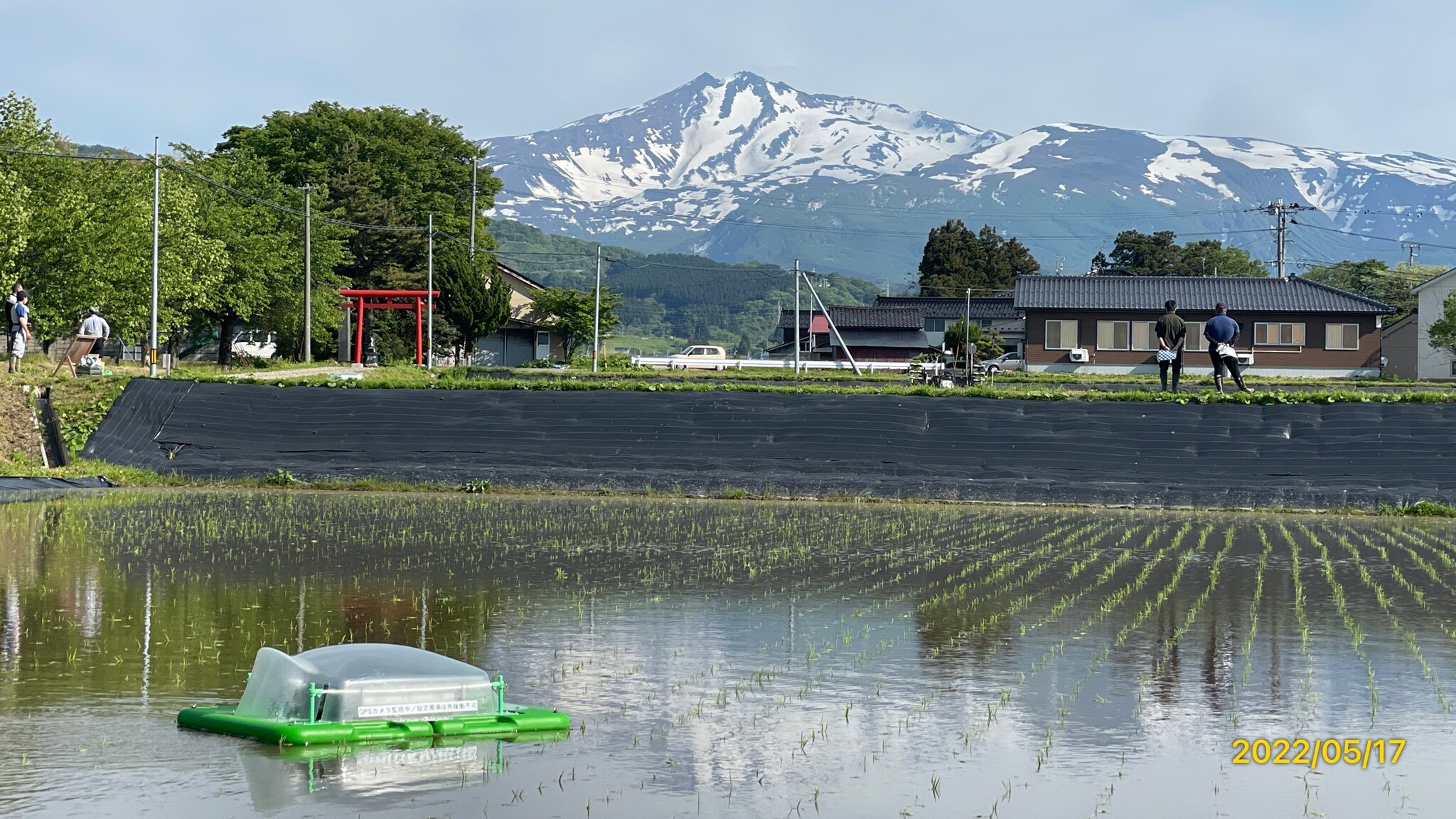 アイガモ写真1