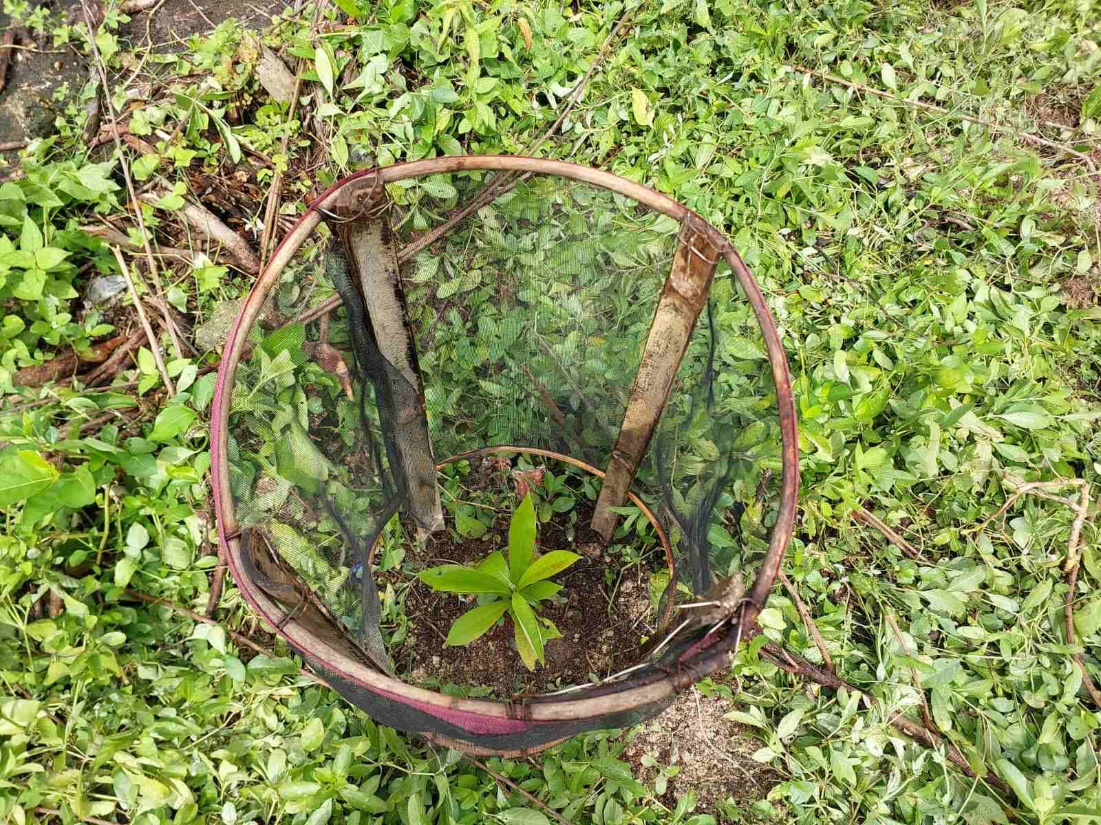 Boracay tree planting 3